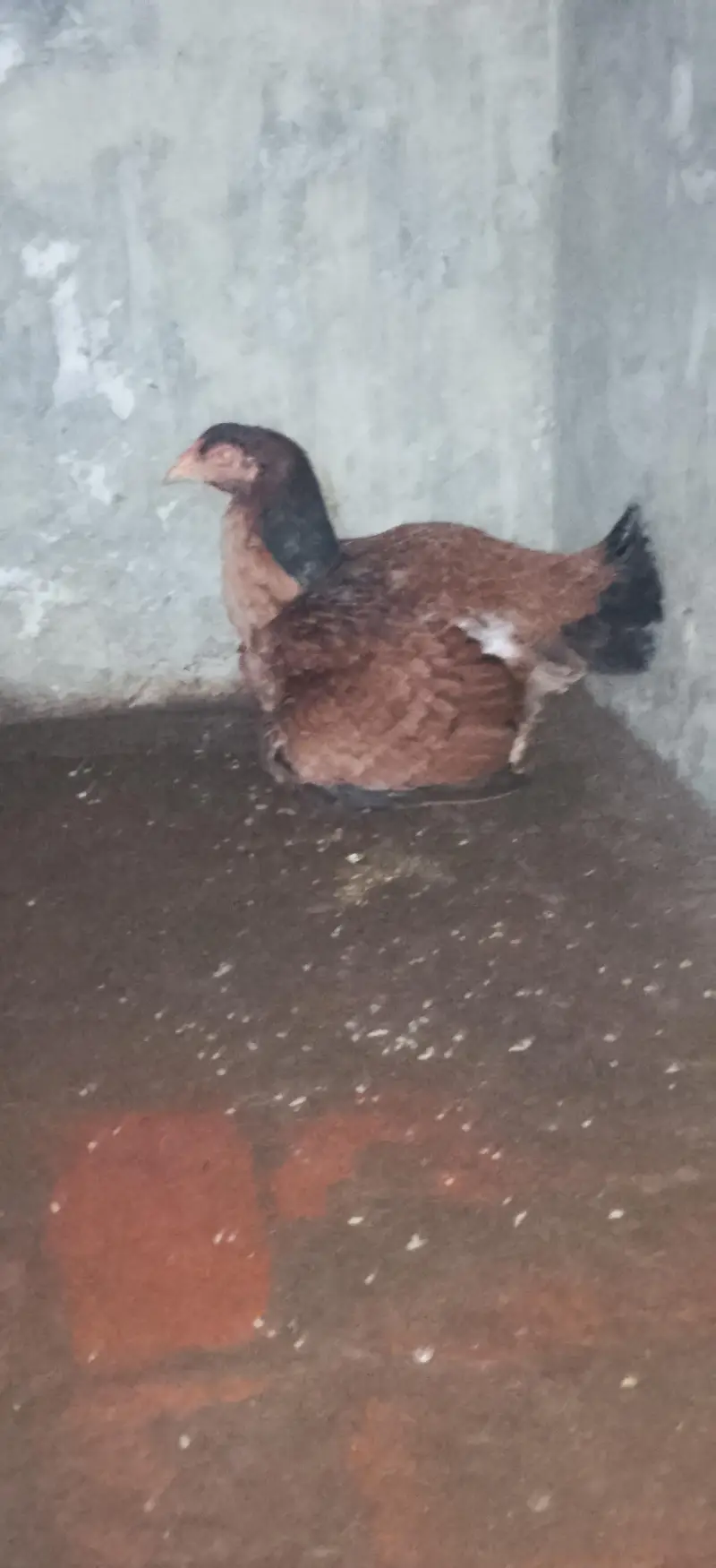 Quality aseel bird's — photo 6