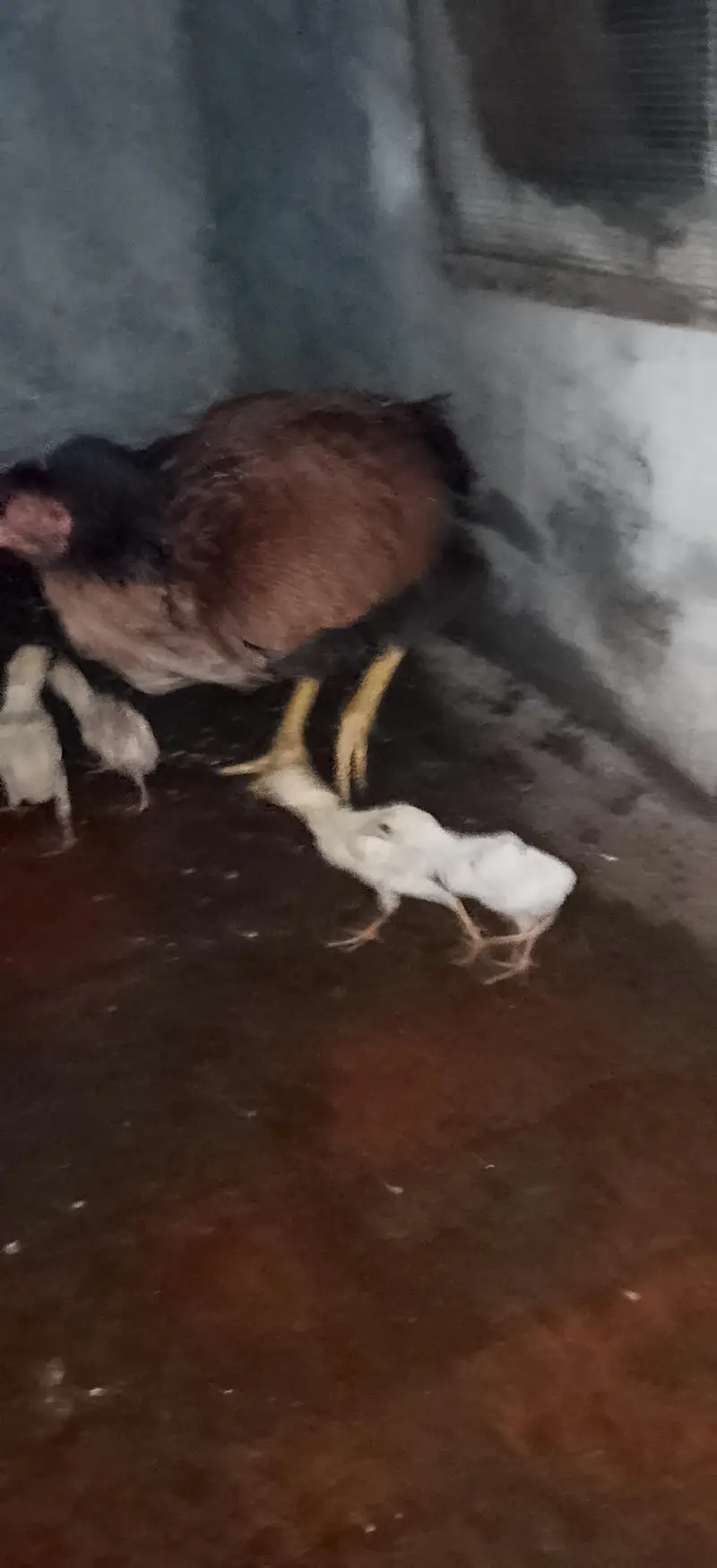Quality aseel bird's — photo 7