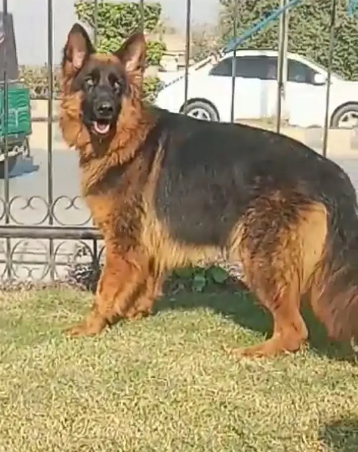 German shepherd Female dog For Sale Urgent  03228068296 — photo 2