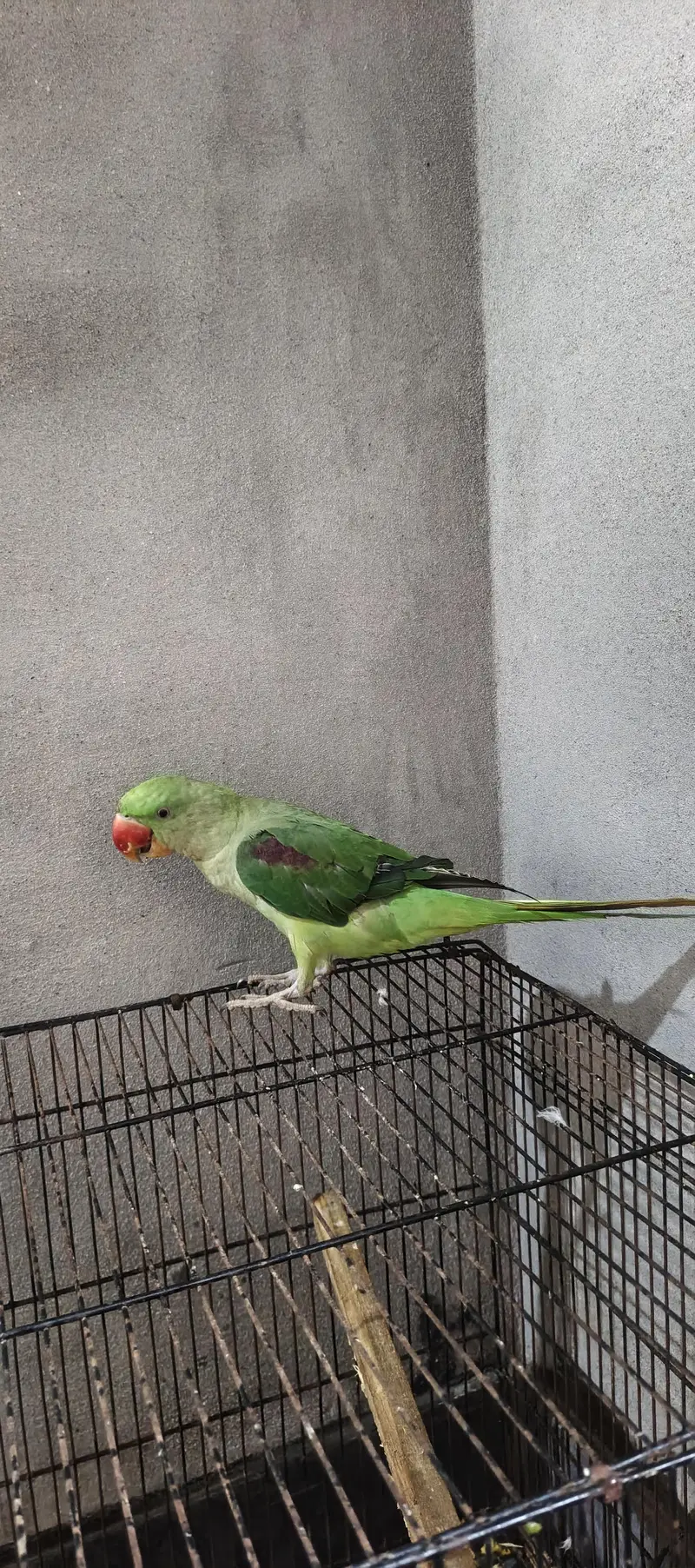 very good size and healthy pair — photo 2