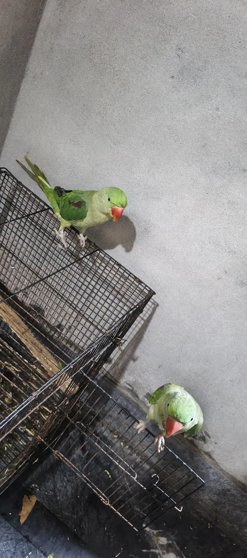 very good size and healthy pair — photo 3