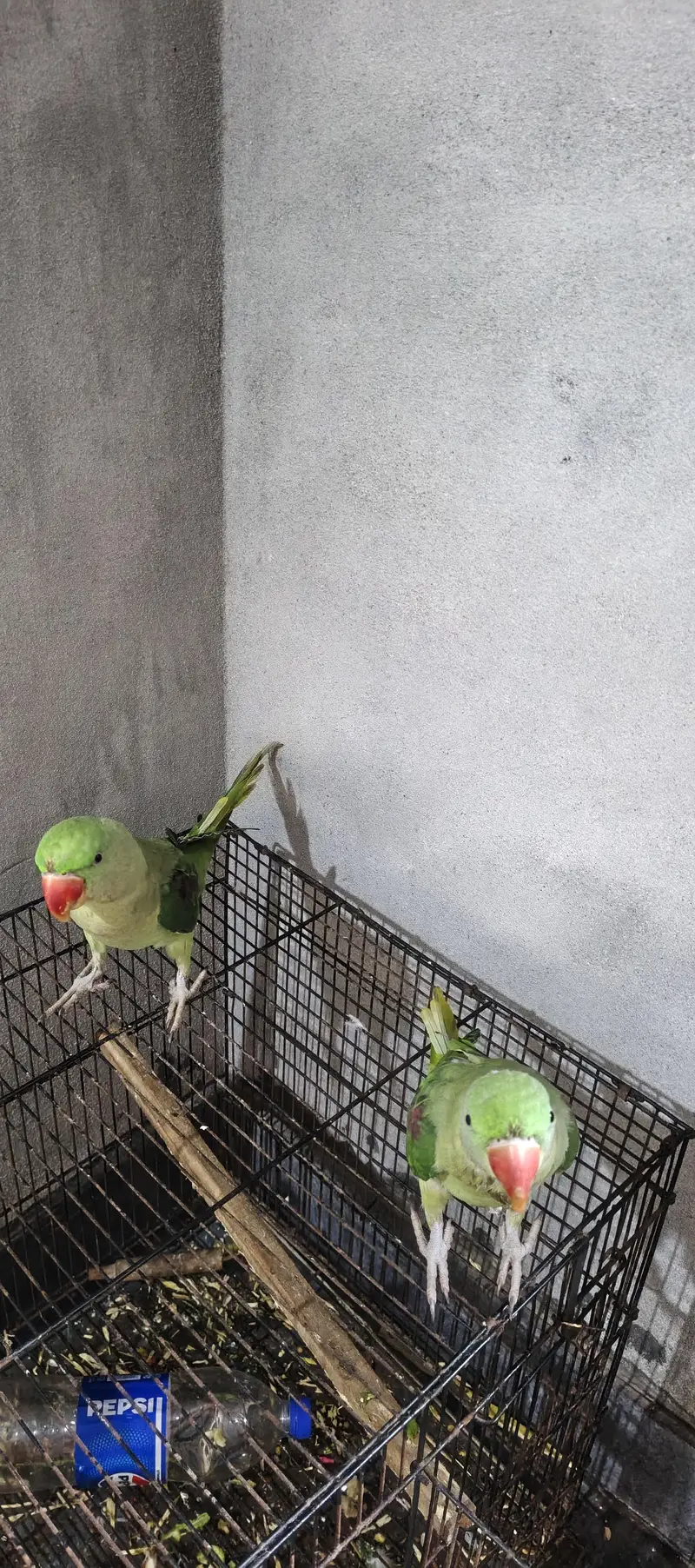 very good size and healthy pair — photo 5