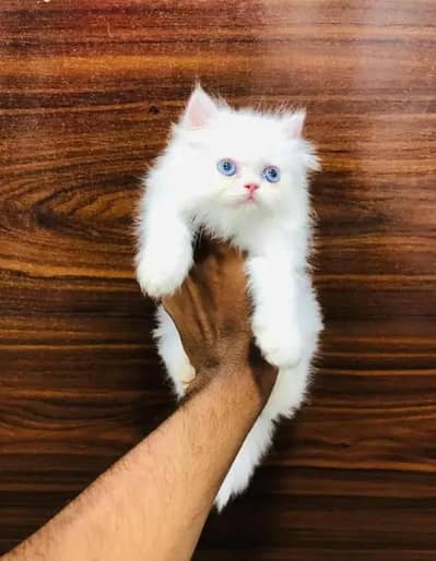 Persian female kitten for sale 0342+9704+074