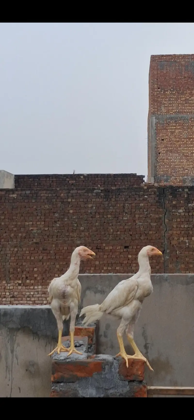 Pure White  chicks level king size — photo 3