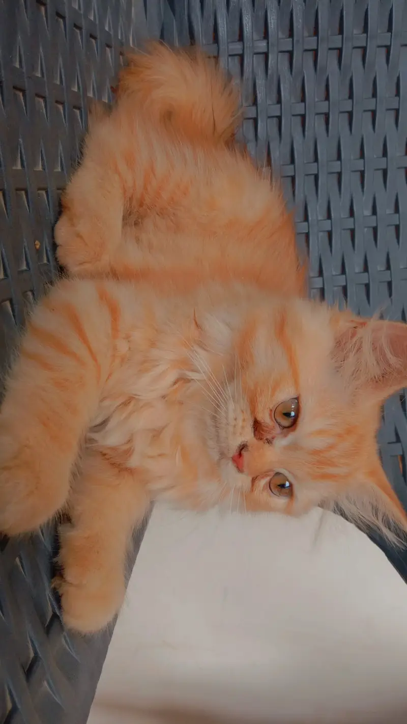 I'm selling my Maine coon cat triple coated cat here. . — photo 2