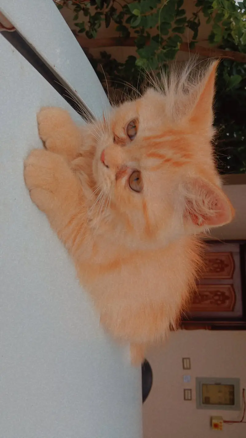 I'm selling my Maine coon cat triple coated cat here. . — photo 3