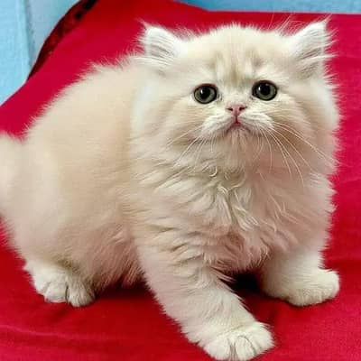 Persian female kitten for sale 0342+9704+074