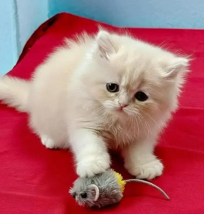 Persian female kitten for sale 0342+9704+074 — photo 2