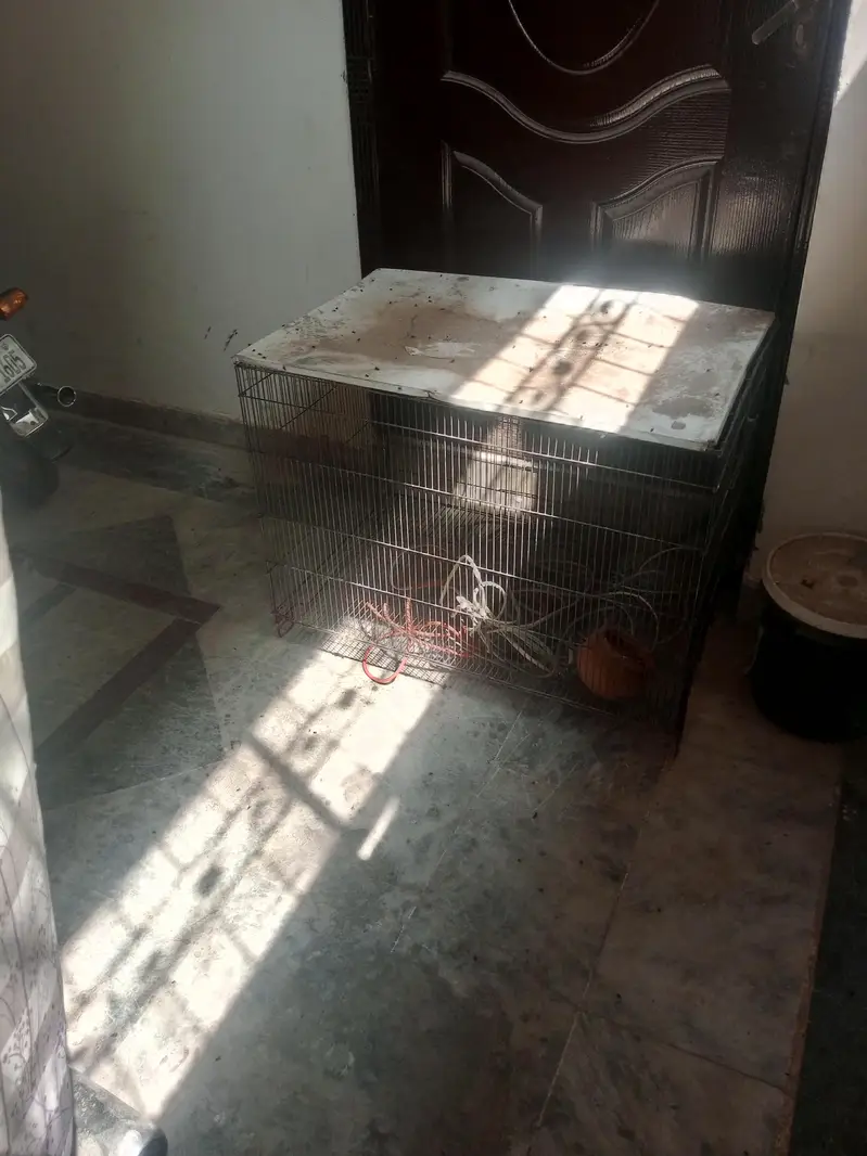 pangra — photo 2