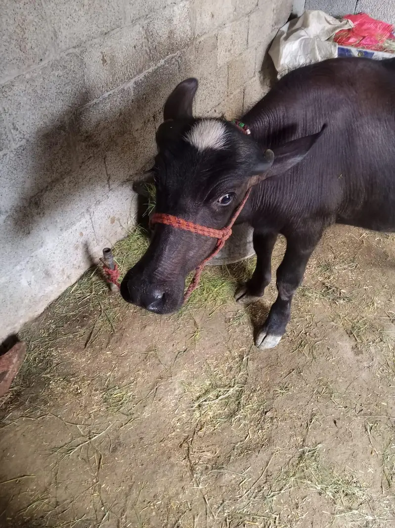 صحت مند نیلی راوی بھینس کی کٹی فروخت کے لیے — photo 2
