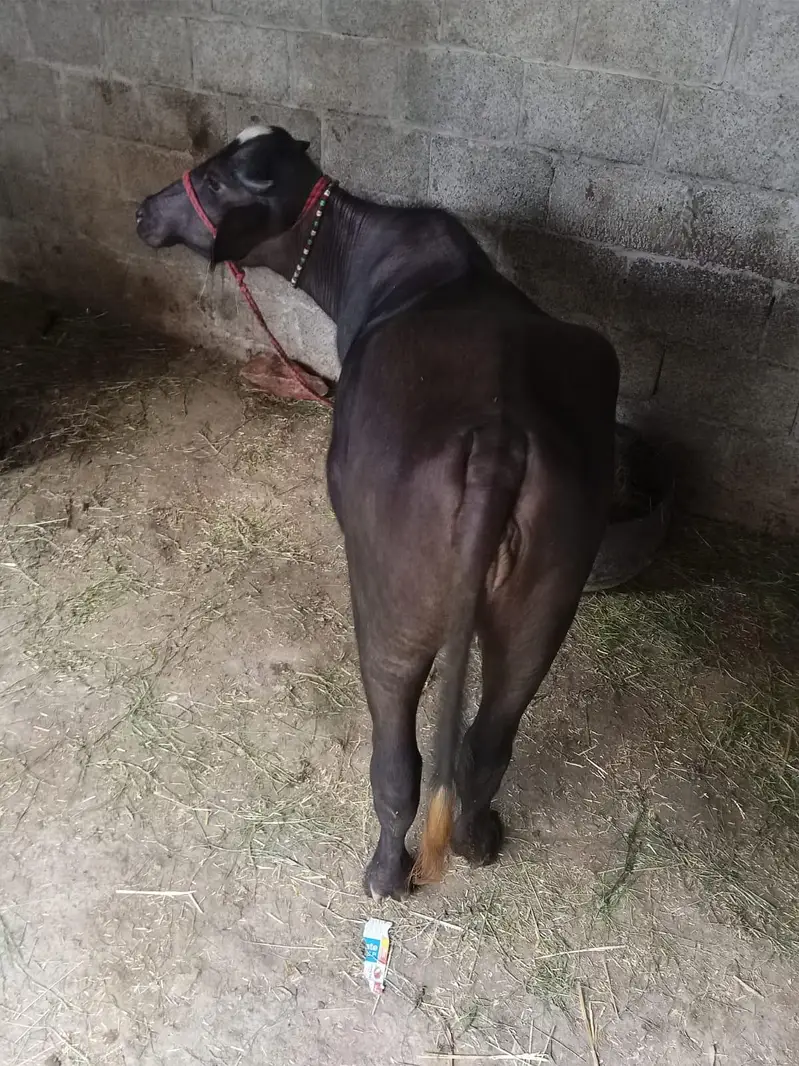 صحت مند نیلی راوی بھینس کی کٹی فروخت کے لیے — photo 3