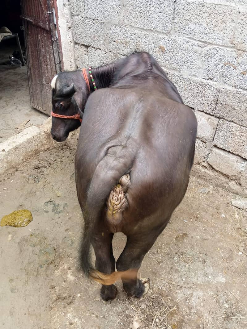 صحت مند نیلی راوی بھینس کی کٹی فروخت کے لیے 4