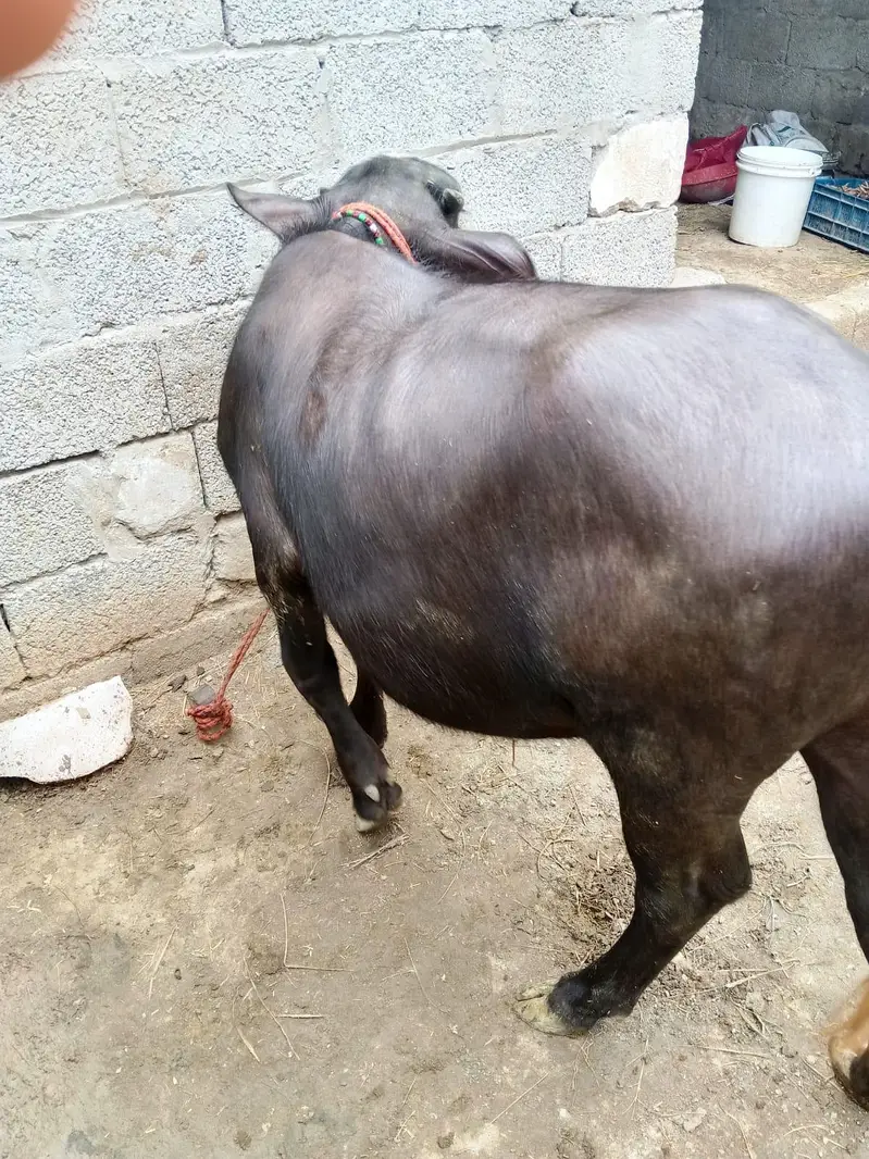 صحت مند نیلی راوی بھینس کی کٹی فروخت کے لیے — photo 6