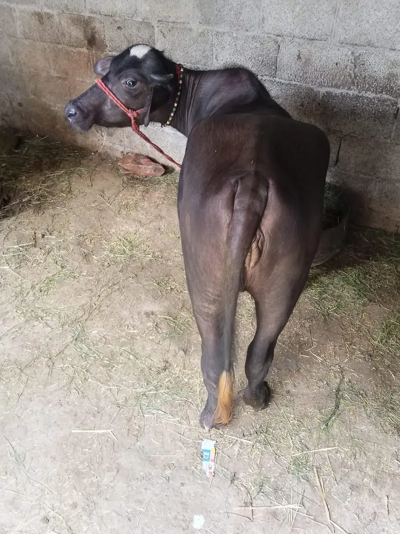 صحت مند نیلی راوی بھینس کی کٹی فروخت کے لیے — photo 7