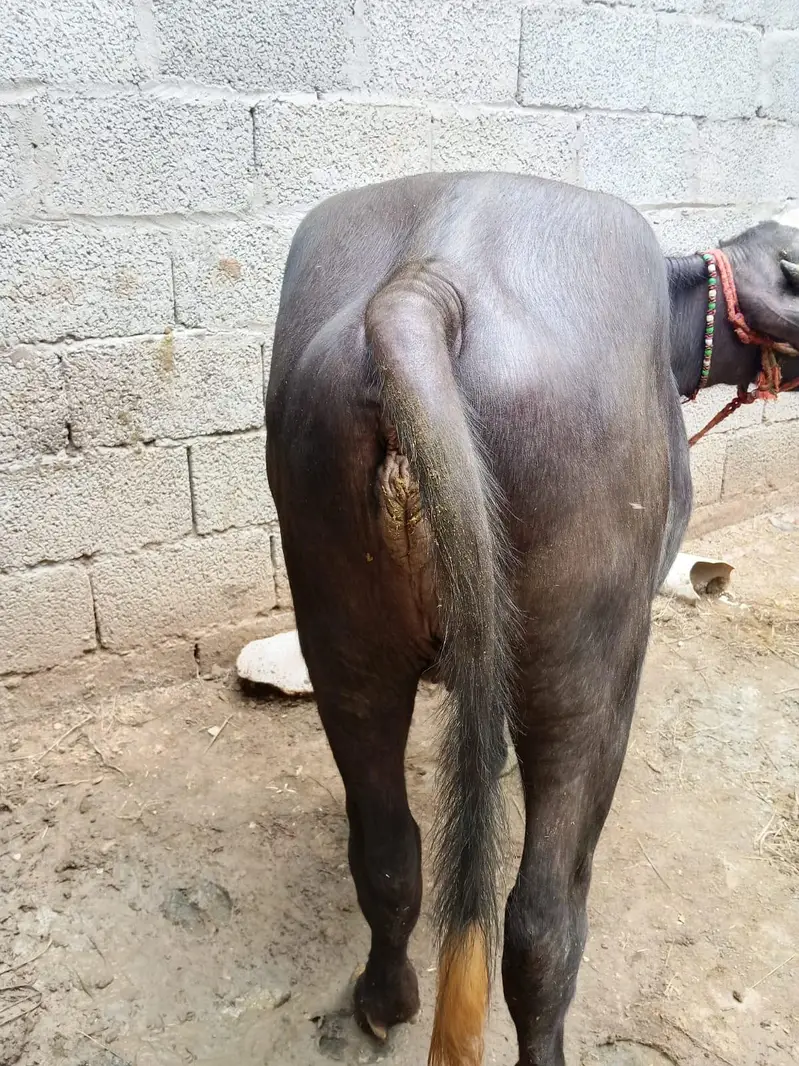 صحت مند نیلی راوی بھینس کی کٹی فروخت کے لیے — photo 8