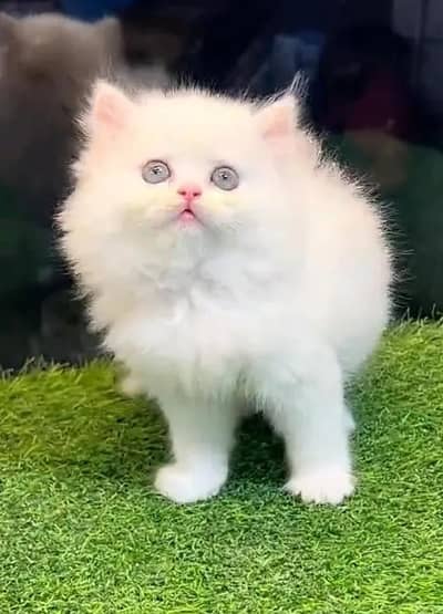 Persian female kitten for sale 0342+9704+074
