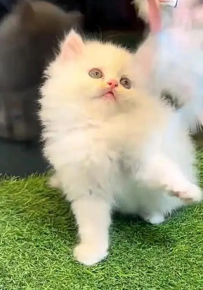 Persian female kitten for sale 0342+9704+074 — photo 2