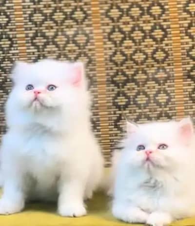 Persian female kitten for sale 0342+9704+074