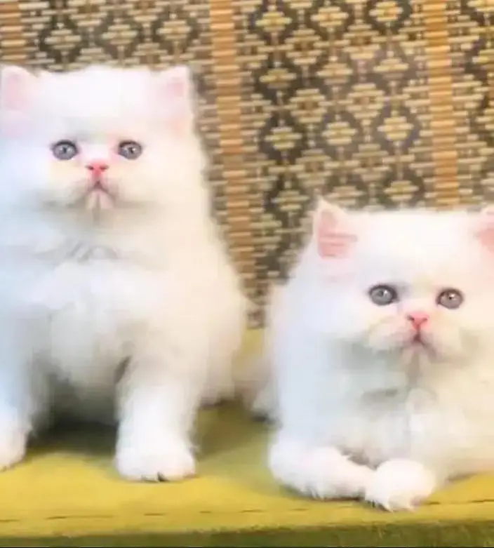 Persian female kitten for sale 0342+9704+074 — photo 2