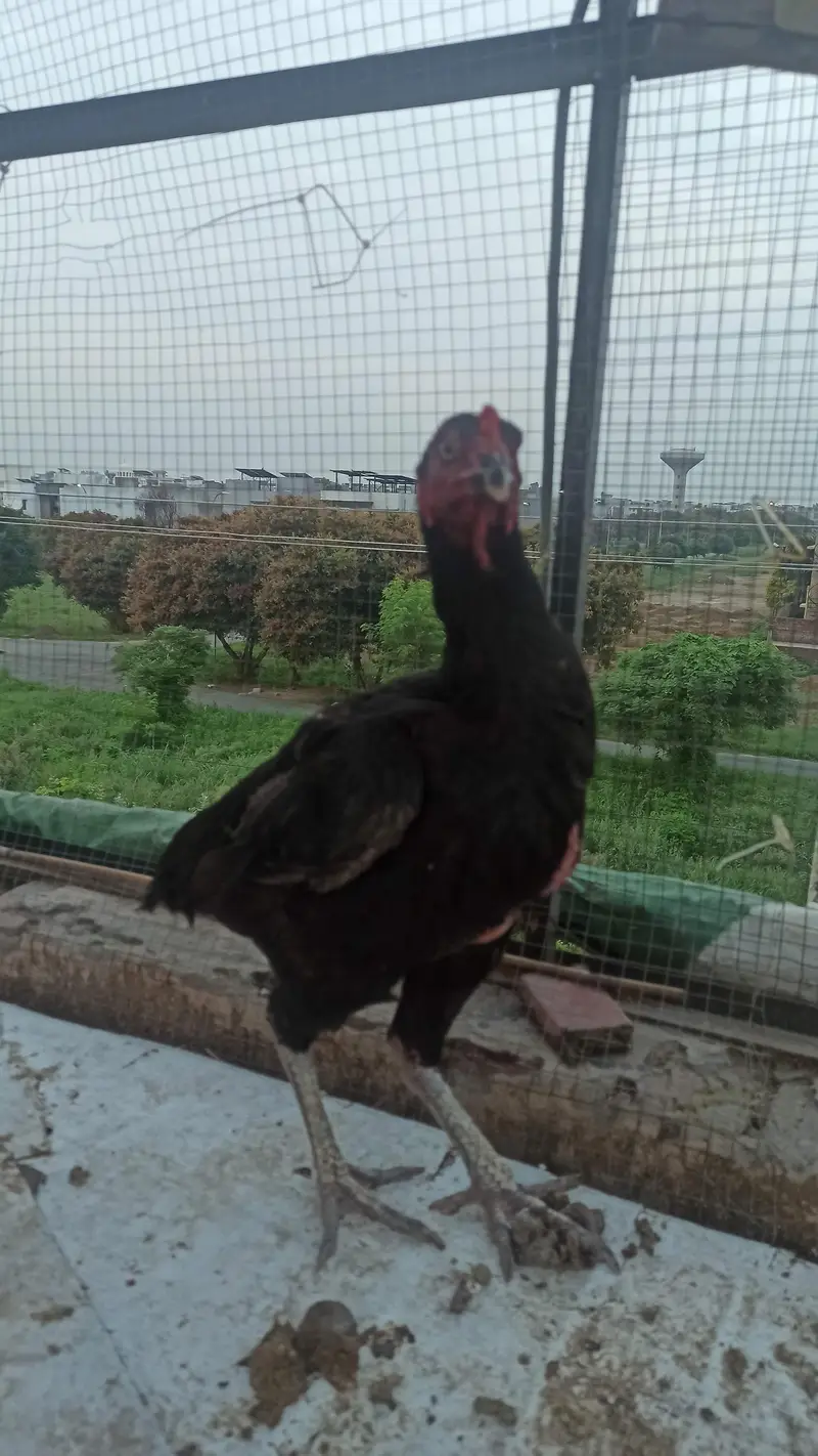 Burmi thai or mianwali aseel — photo 6