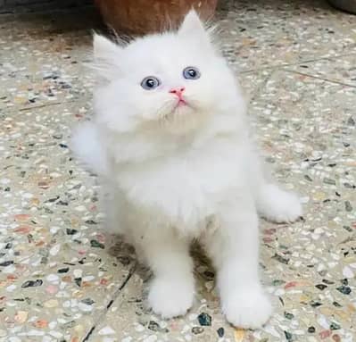 Persian female kitten for sale 0342+9704+074
