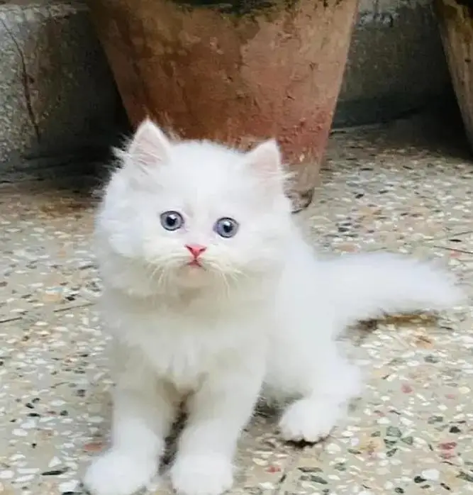 Persian female kitten for sale 0342+9704+074 — photo 2