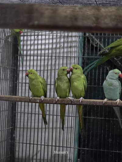 Green Ring neck pair age 2 year plus