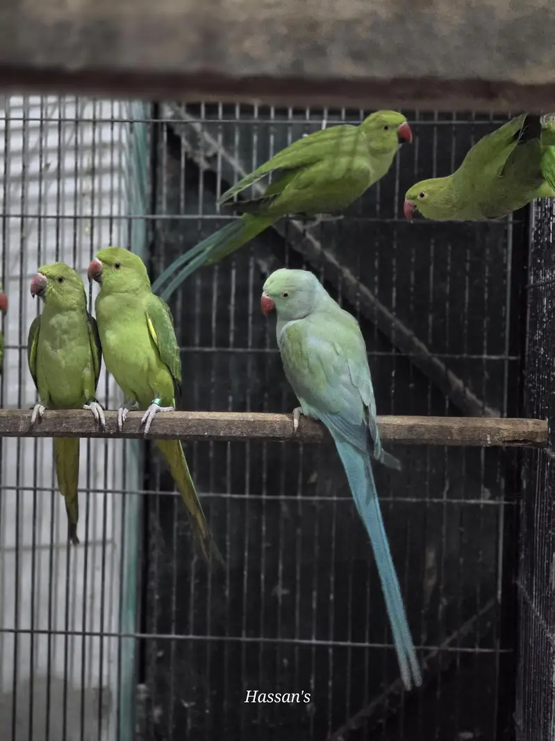 Green Ring neck pair age 2 year plus — photo 2