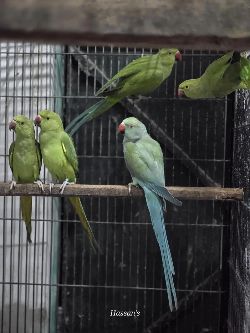 Green Ring neck pair age 2 year plus — photo 3