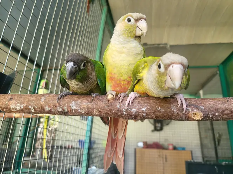 Green Ring neck pair age 2 year plus — photo 4