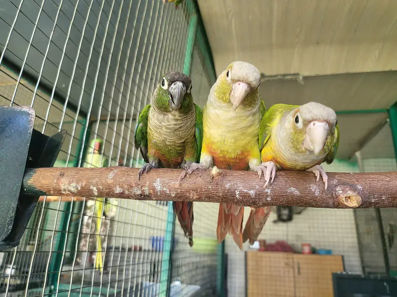 Green Ring neck pair age 2 year plus — photo 5