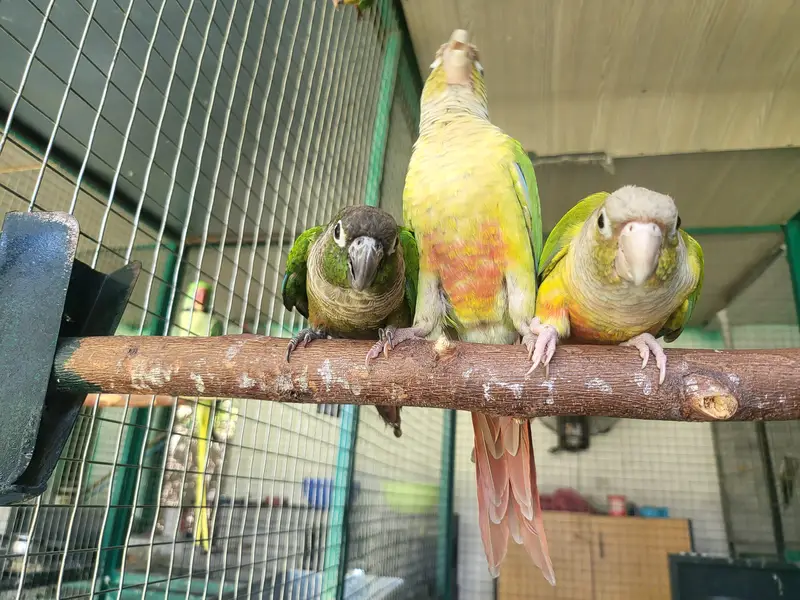 Green Ring neck pair age 2 year plus — photo 6