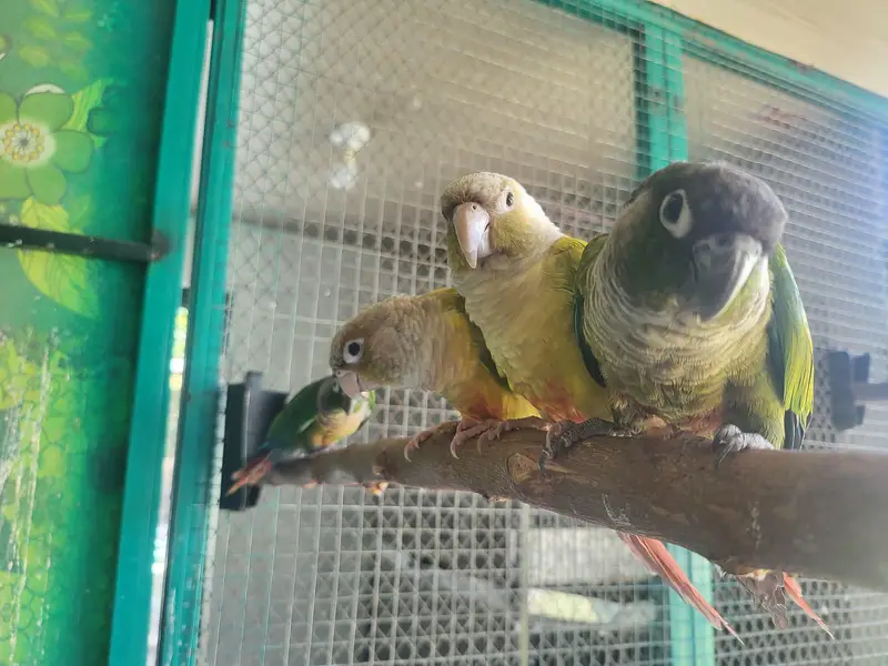 Green Ring neck pair age 2 year plus — photo 7