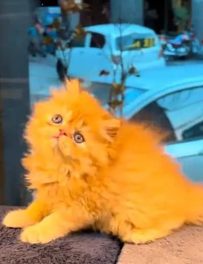 Persian female kitten for sale 0342+9704+074