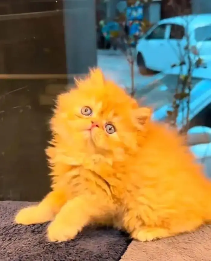 Persian female kitten for sale 0342+9704+074 — photo 2