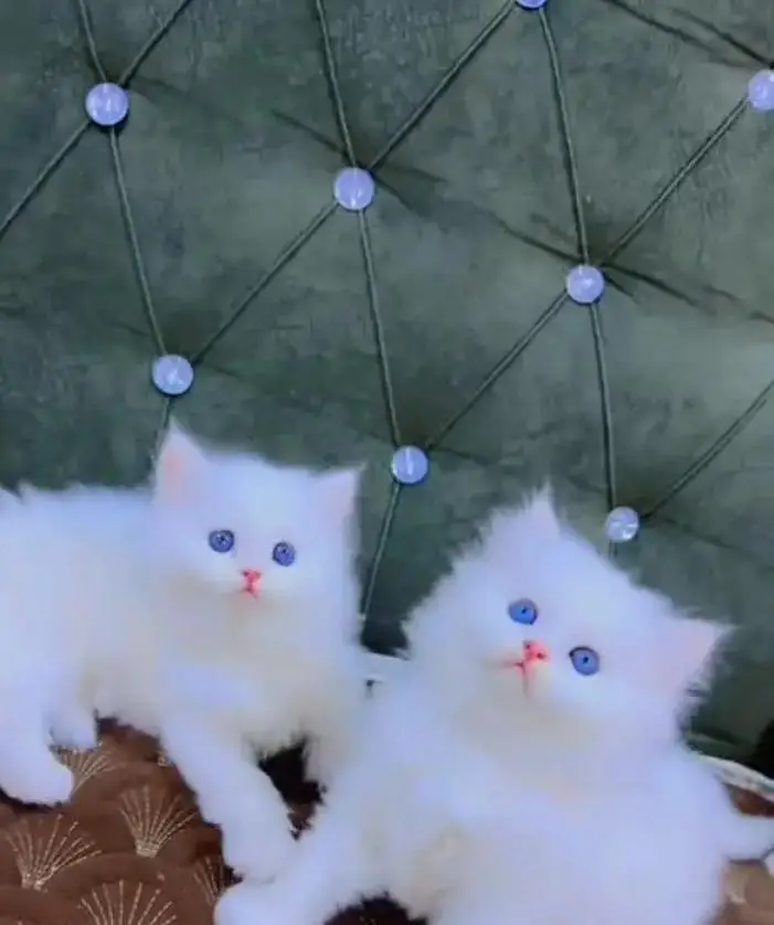 Persian female kitten for sale 0342+9704+074 — photo 2