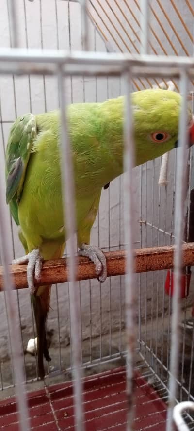 Ringneck