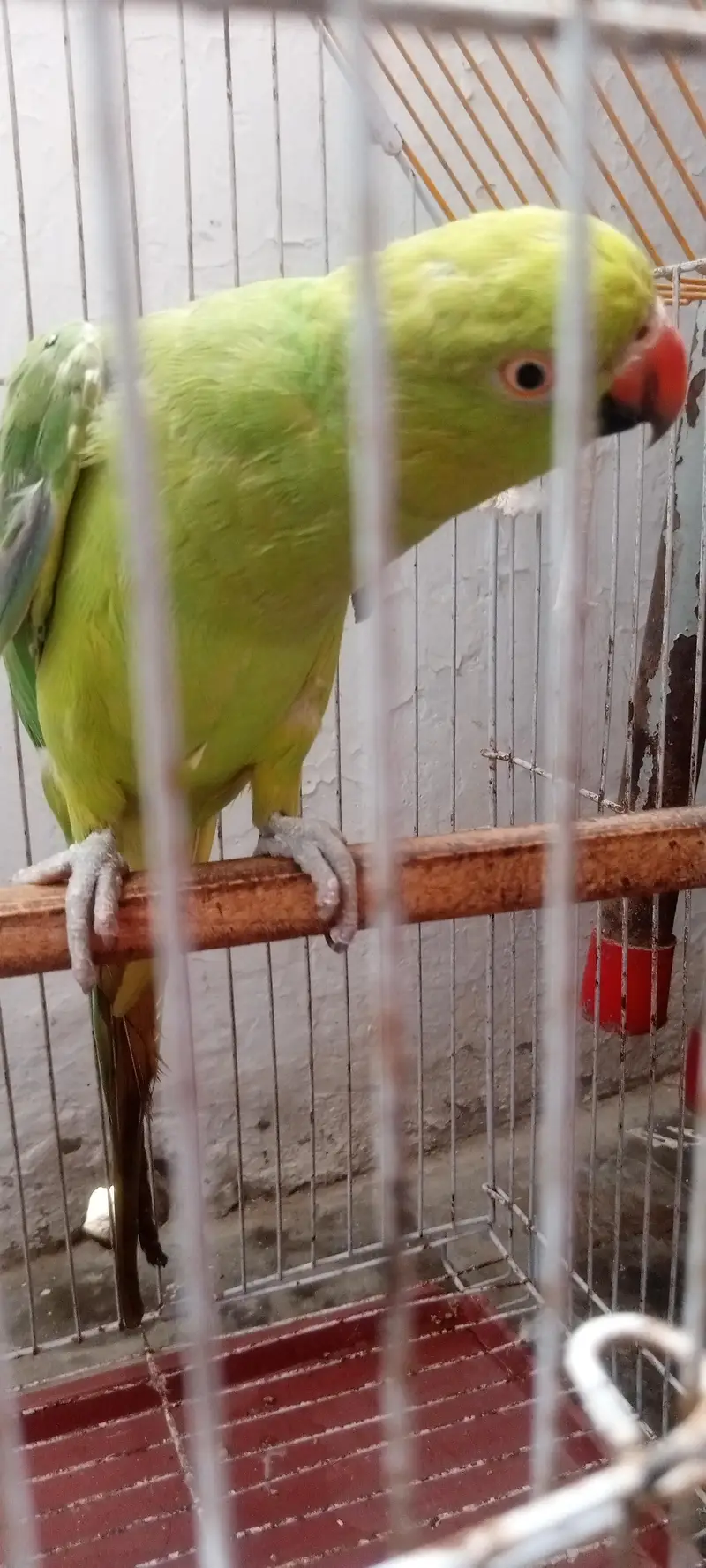 Ringneck — photo 2