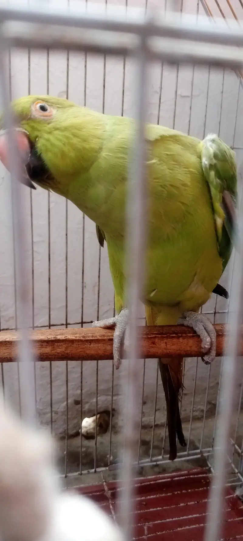 Ringneck — photo 3