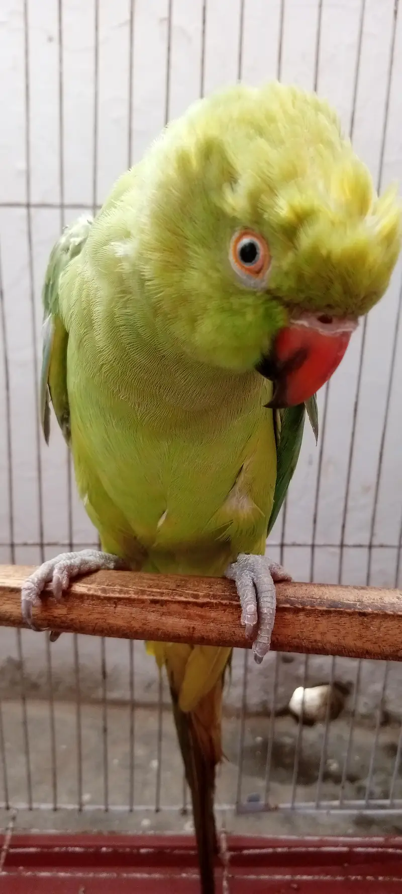 Ringneck — photo 5