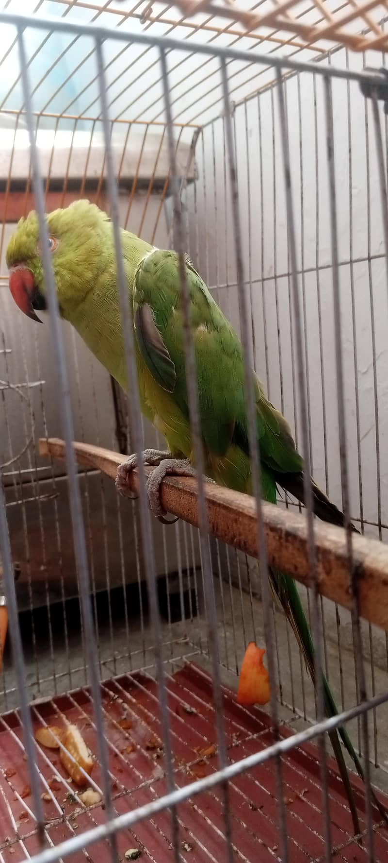 Ringneck 5