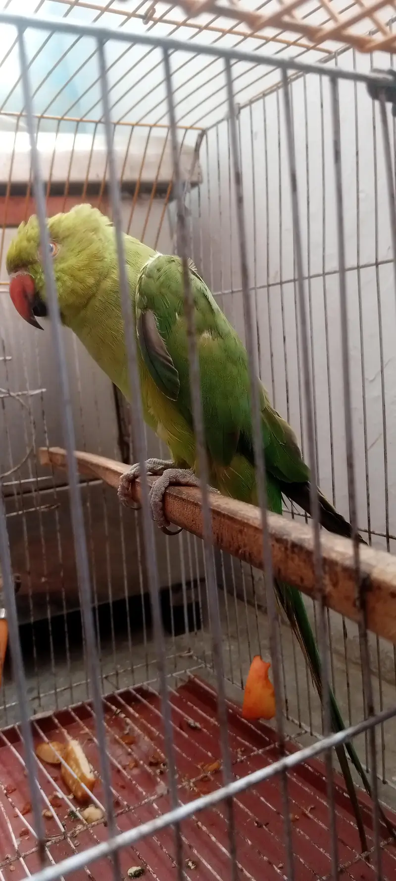 Ringneck — photo 6