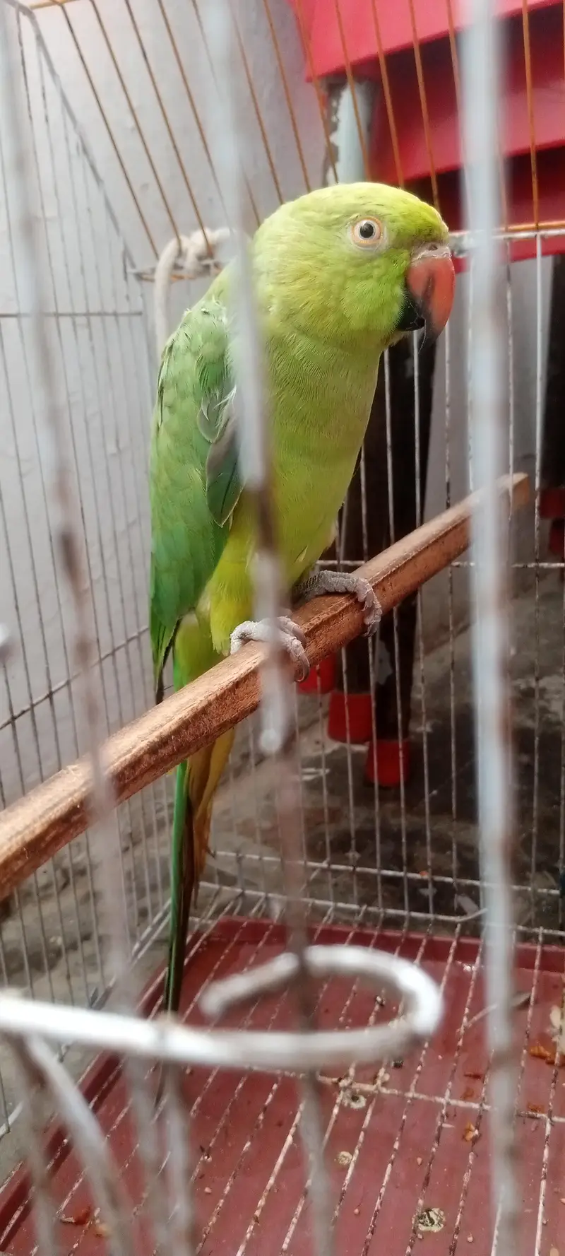 Ringneck — photo 7