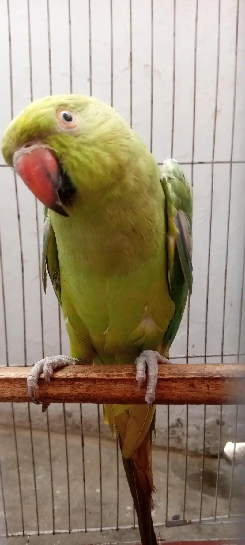 Ringneck — photo 8