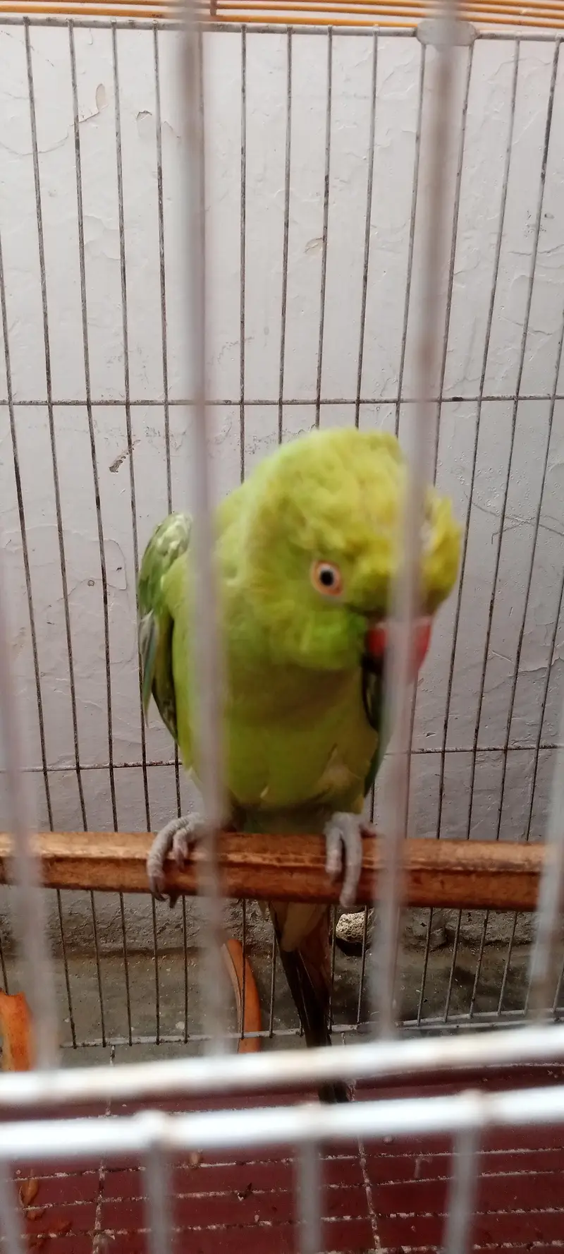 Ringneck — photo 9