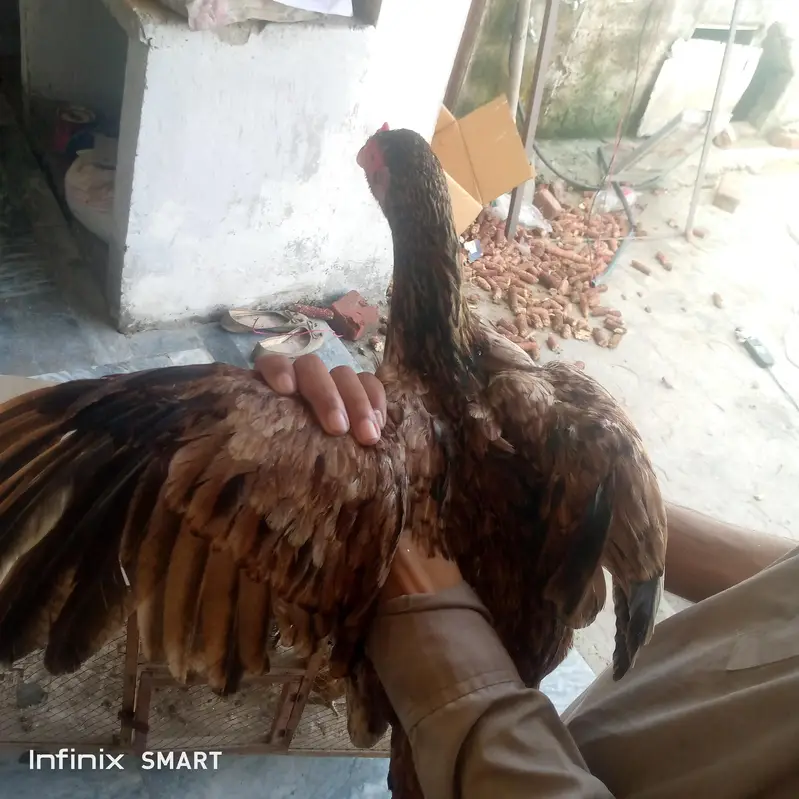 Aseel murgi — photo 2