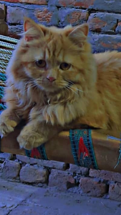 Urgent sale Extremely fluffy Ginger Persian cat