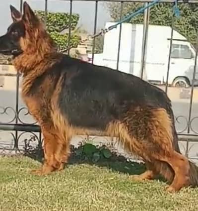 German Shepherd (Long Coat) Female – Available for Sale    03228068296