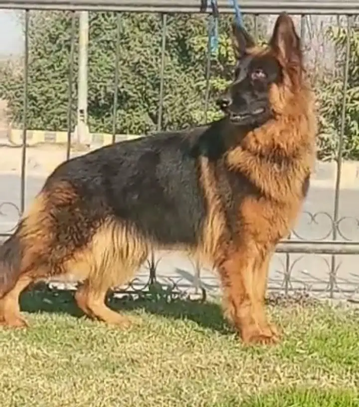 German Shepherd (Long Coat) Female – Available for Sale    03228068296 — photo 4
