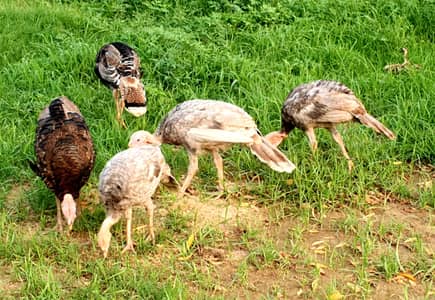 Turkey(peru) blue/peacock